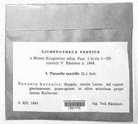 Parmelia saxatilis image